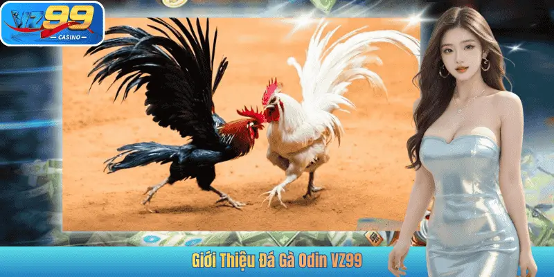 Giới Thiệu Đá Gà Odin VZ99